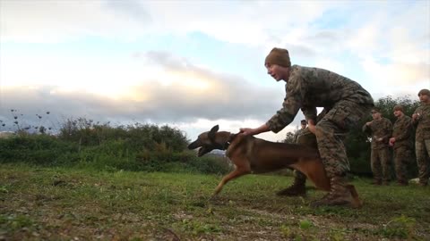 American dog training military