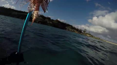 Lionfish Freedive #1