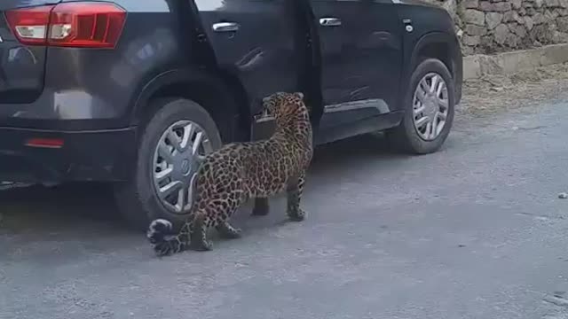 Baby Leopard playing with the people