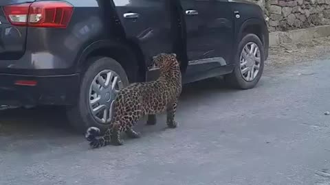 Baby Leopard playing with the people