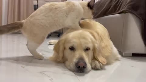 The Cat that never leaves the Golden Retriever