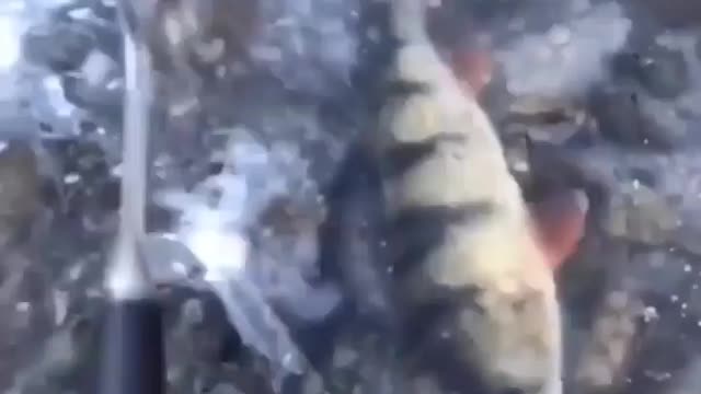 This is a beautiful and charming water-dwelling species