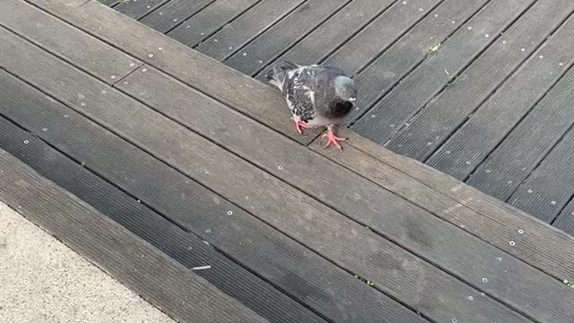 Korean Grinding Pigeons