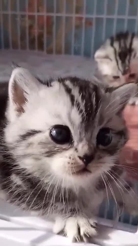Very cute baby kitten