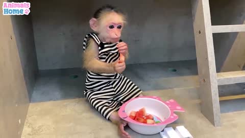 BABY MONKEY