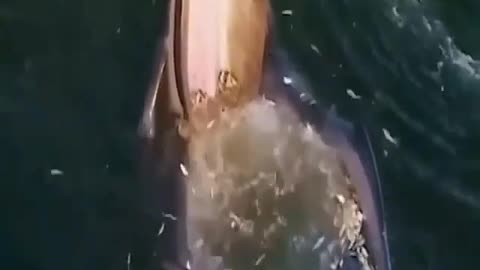 Scream of the Whales