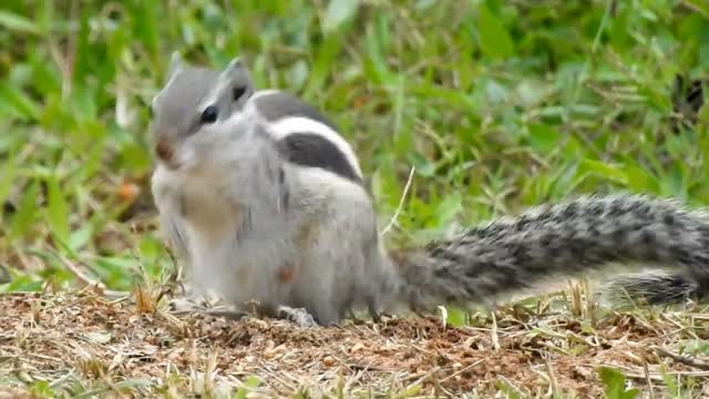 Squirrel funny videos cute animal videos