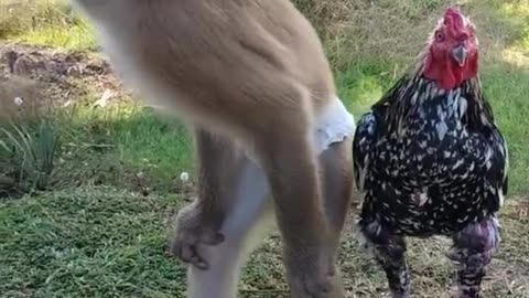 Funny monkey