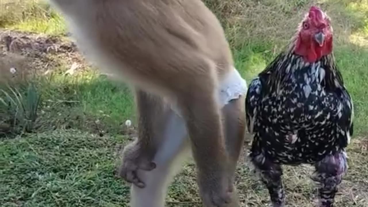 Funny monkey