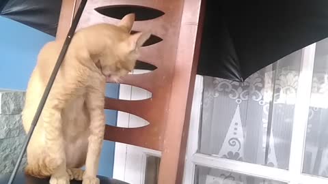 CATS FUNNY