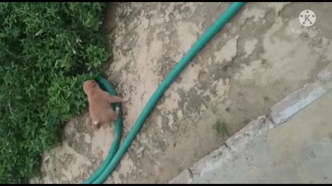 Beautiful puppy dog playing with boy