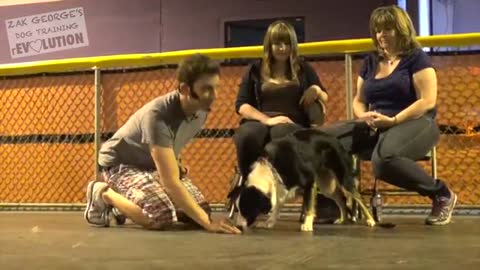 Dog Training Video