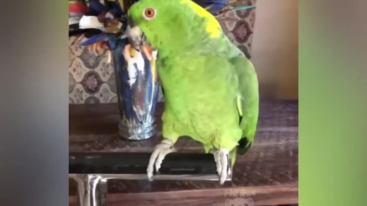 Funny Talking Parrots - Best Videos for Parrot Lovers. Video # 77