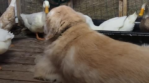 Dog Is Completely Obsessed With His Duck Brother | The Dodo Odd Couples