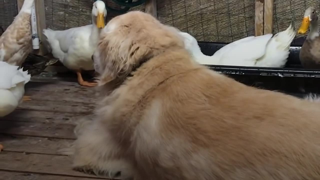 Dog Is Completely Obsessed With His Duck Brother | The Dodo Odd Couples