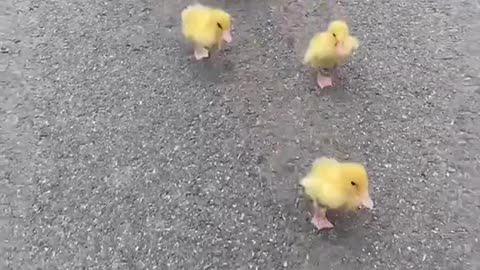Video dog