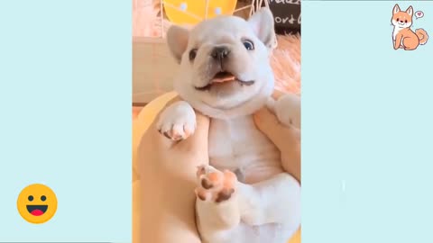 Cute Baby Puppies Compilation, You Will Love It.💖💞👌