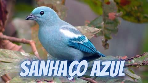 beautiful song of the bird blue sanhaço