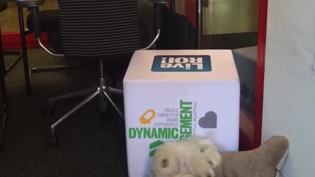 White dog laying upside down while biting pillow