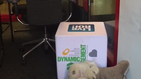 White dog laying upside down while biting pillow