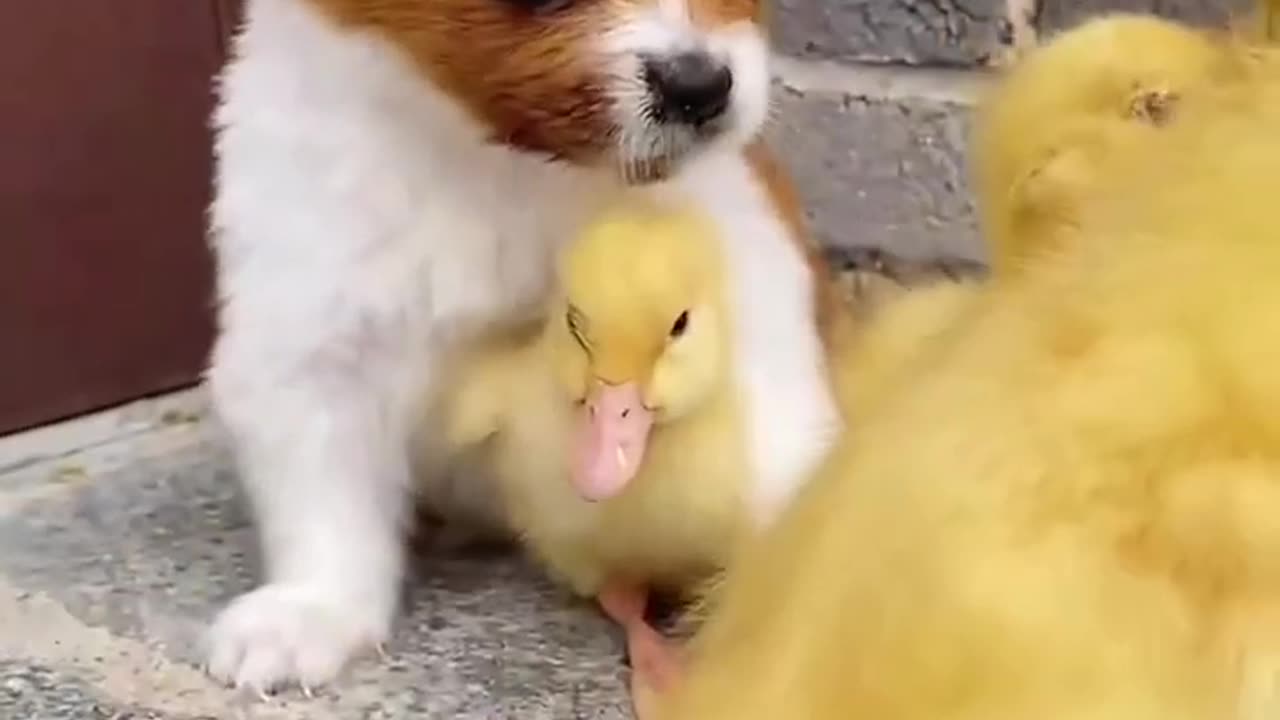 Cute baby animals Videos Compilation cute moment of the animals - Cutest Animals On Earth