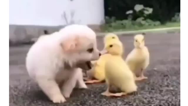 I'm a puppy