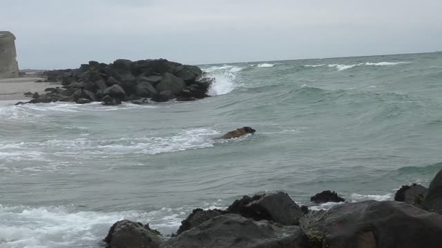 funny dog happy to sea water finaly