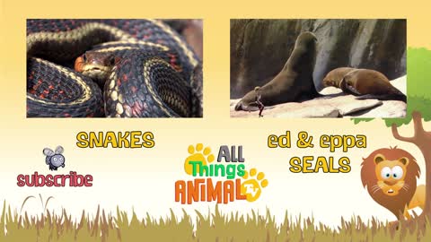 * GORILLA * | Animals For Toddlers & Kids | All Things Animal TV
