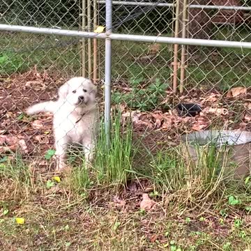 Honey's Not Happy in Independence Class, 😂. 4 Months Now!