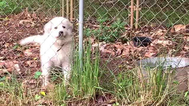 Honey's Not Happy in Independence Class, 😂. 4 Months Now!