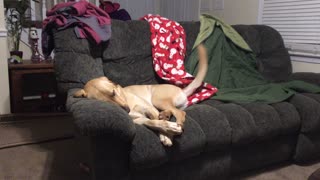 This puppy will make you smile after the election...