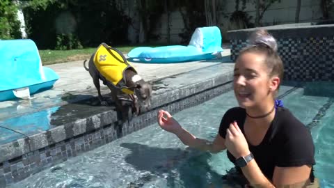 Teaching your pet dogs to swim