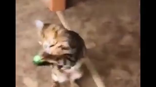 Funniest cats ever part 02