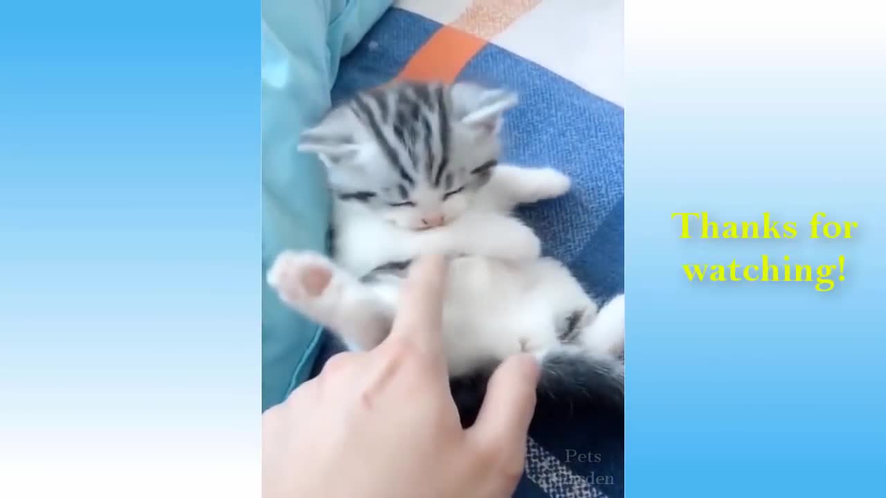 cute and fun kittens