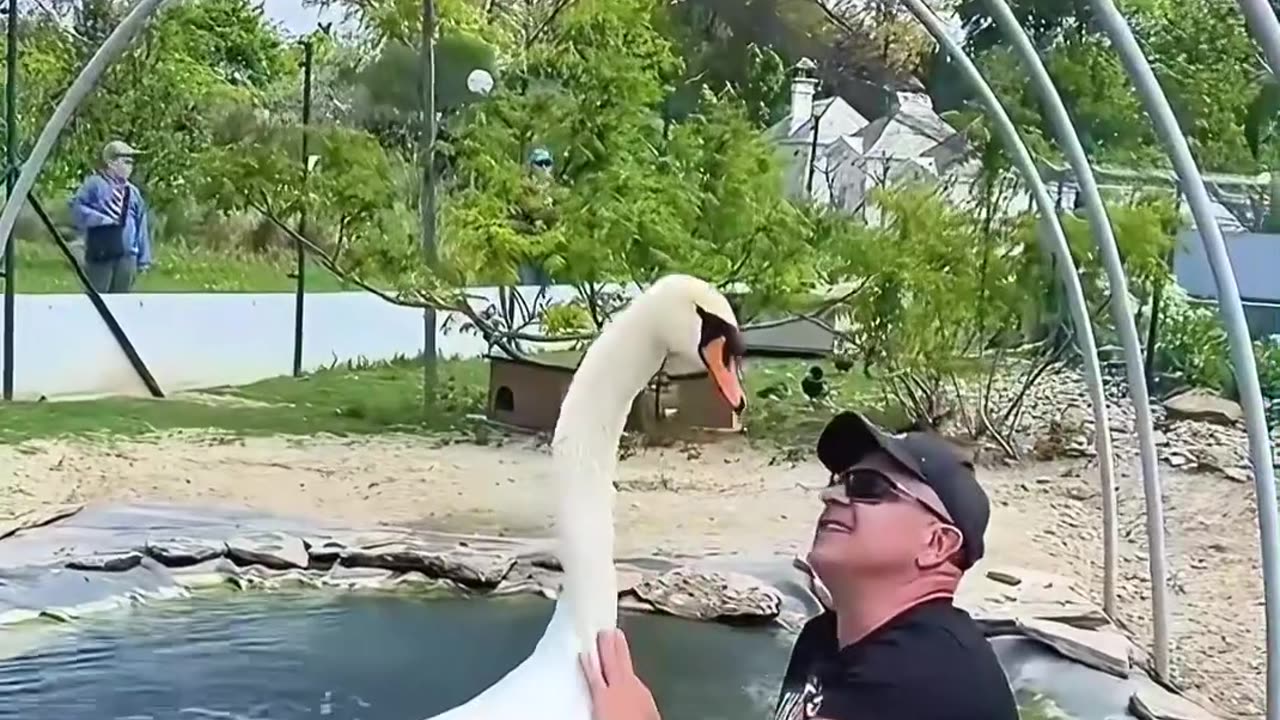 This kind man rescued a swan stuck in a fence