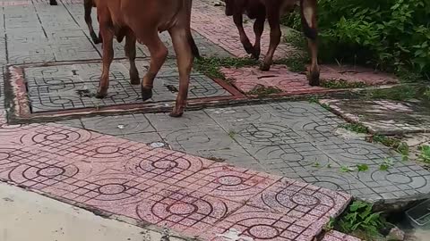 The cows go to eat grass in the morning