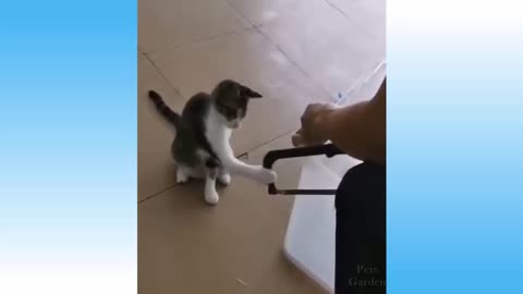 cute cat uses saw