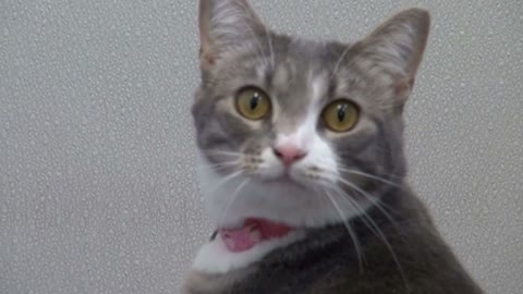 Cat Playing With Cat Toy at Animal Shelter