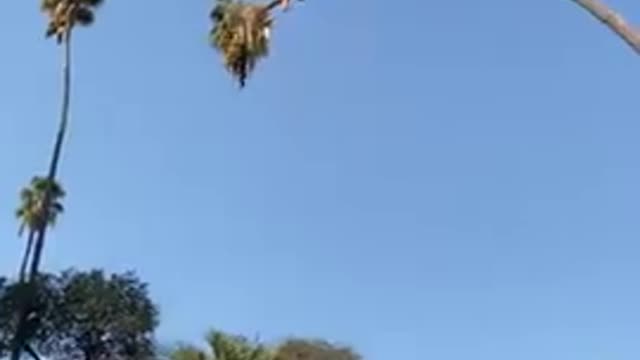 Man Risks His Life By Cutting 100-Foot Californian Palm Tree l