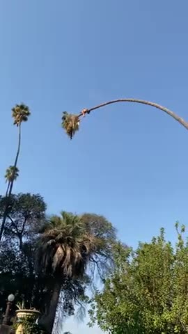 Man Risks His Life By Cutting 100-Foot Californian Palm Tree l