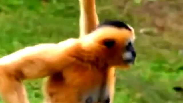 Monkey