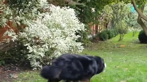 The story of two Bernese Mountain Dogs