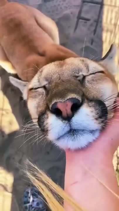 big-cat-chin-scratches-boops-amazing😍