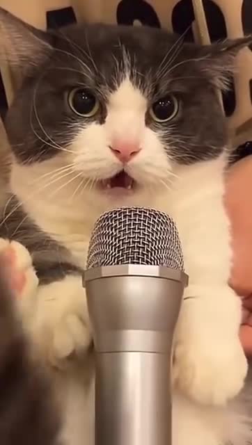 Cat cat 🐱 chat cat