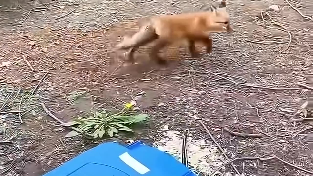 Mama fox asks help from human to save her baby 🦊