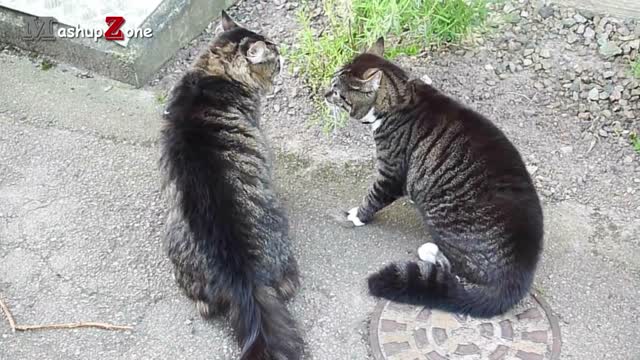 Funny cats arguing