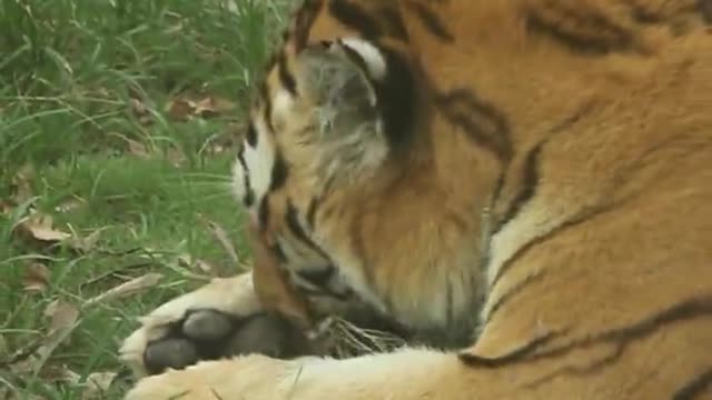 Licking their fur and grooming their beautiful little tigers