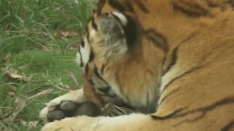 Licking their fur and grooming their beautiful little tigers