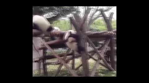 What do I have to do to be a Panda Nanny? They are damn cute 😍