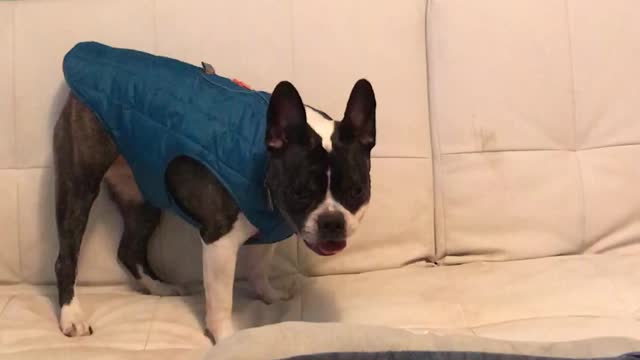 French Bulldog goes insane while wearing jacket